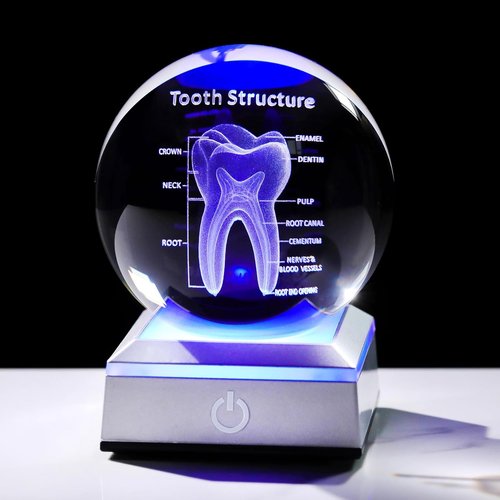 3D Human Tooth Crystal Ball - Etched Anatomical Model Keepsake for Dentists | 3.15 in. with LED Light Base