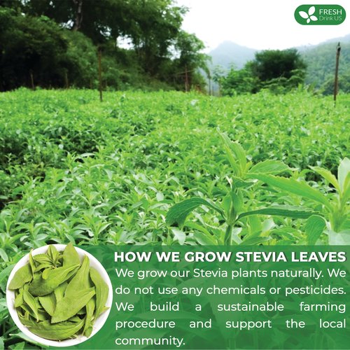 FreshDrinkUS, Premium 500+ Natural Stevia Leaves, Whole Dried Leaves, 100% Pure Stevia Dried Leaves, Zero Calorie Sweetener, No Additives, No Caffeine, Vegan