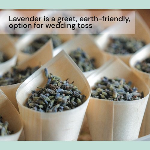 Waterglider International Dried Organic Lavender Flowers (8 lb Box), Bulk Lavender Buds