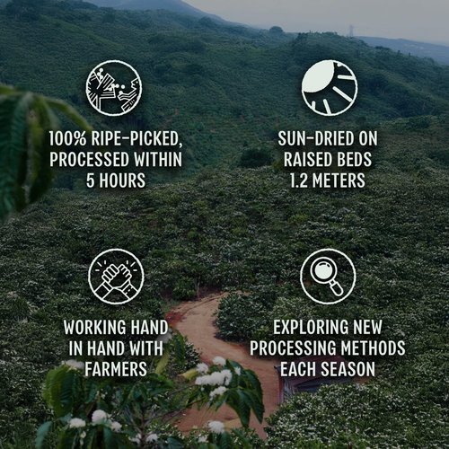 BAZAN COFFEE – Special Vietnamese Blend, Robusta & Arabica, Medium Roast Ground Coffee, Fruity Floral & Caramel Notes, Low Acidity, Perfect with Milk or Phin Filter, 12oz Bag