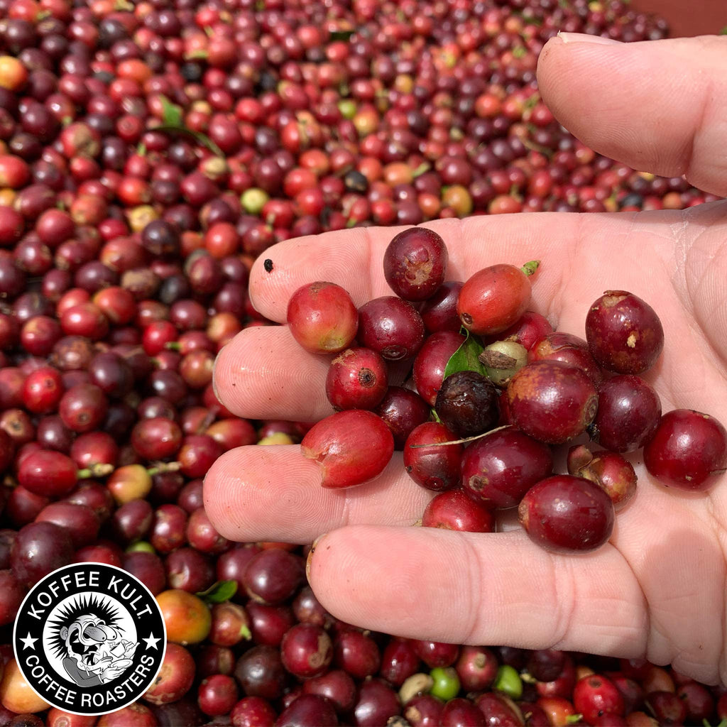 Koffee Kult Dark Roast Coffee Combo Pack