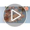 15-Piece Large Natural Seashells & Starfish Set for DIY Crafts & Decor