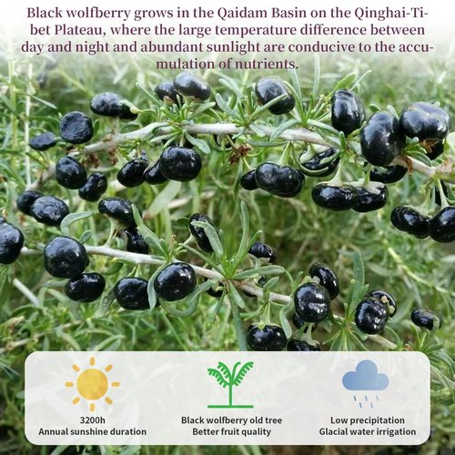 Wanhua Hall Black Goji Berry Black Wolfberry Natural Goji Berry Tea Gluten-Free Chinese Flora Herbal Tea 野生黑枸杞 黑枸杞 枸杞子 7.76oz/220g