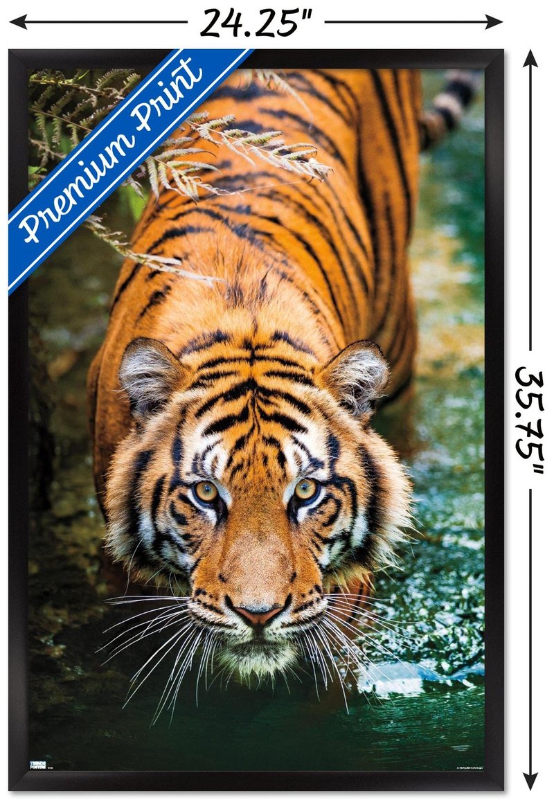 Trends International Tiger - Water Wall Poster, 22.375" x 34", Black Framed Version