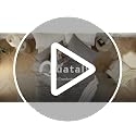 Queen Comforter Set - 3 Piece Prewashed Down Alternative Bedding