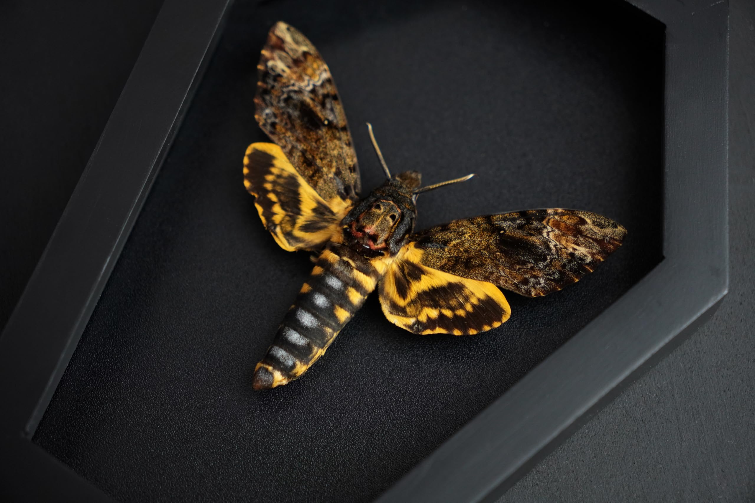 Real Death Head Moth Coffin Frame Taxidermy Skull Moth Bug Curiosities and Oddities Spread Preserved Spooky Gothic Decor for Home Black Shadow Box Artwork Collection Decoration CF18-01-DE-A9