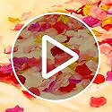 1000 Pcs Ivory Artificial Silk Rose Petals for Weddings & Parties