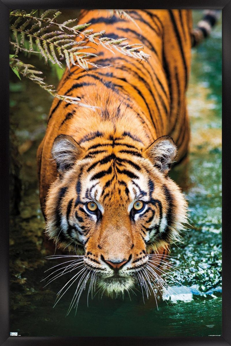 Trends International Tiger - Water Wall Poster, 22.375" x 34", Black Framed Version