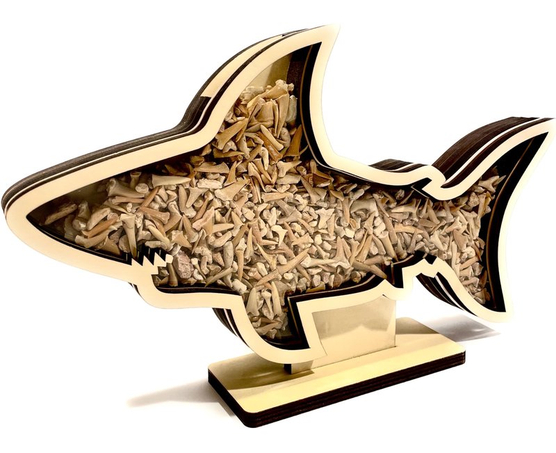 Shark Tooth Display Case XL 14” – Megalodon-Shaped Shark Teeth Holder for Collectors – Wooden Display for Fossilized Shark Teeth – Shark Tooth Holder Coastal Décor by Fossil King