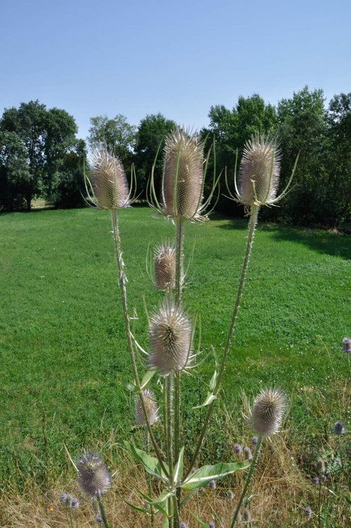 Health Embassy Fuller's Teasel Herb | Dipsacus Fullonum L | Herbal Tea (50g)