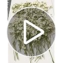 50 Pcs Real Dried Baby's Breath Pressed Flowers for Resin Art and Crafts