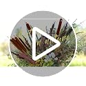 20 Pcs Dried Natural Cattails - 17-Inch Real Brown Bulrush Floral Stems