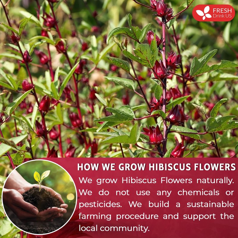 FreshDrinkUS, Premium 16oz Hibiscus Flower Powder, 100% Natural and Pure from Hibiscus Flowers, Natural Food Coloring, No Additives, No Gluten, No Sugar, Vegan