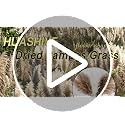40 PCS Natural Dried Pampas Grass Stems - 17" Fluffy Boho Floral Decor