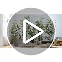 7ft Artificial Ficus Tree - Realistic Faux Plant for Home Decor