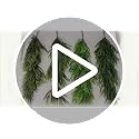 35-Inch Christmas Teardrop Swags - Deep Green, 2 Pack, Norfolk Pine Foliage