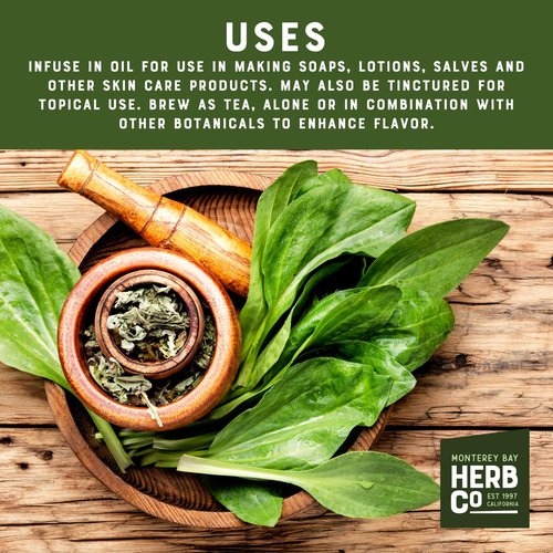 Dried Plantain Herb Leaves Cut & Sifted, by Herb Co, for Tea Blends (Cuckoos Bread Ripple Grass), 1/4 lb