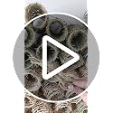 Authentic Lifesize Real Crown of Thorns - Handcrafted Biblical Wreath Decor