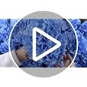 65pcs Ivory Artificial Hydrangea Flowers Bouquet for Weddings & Events