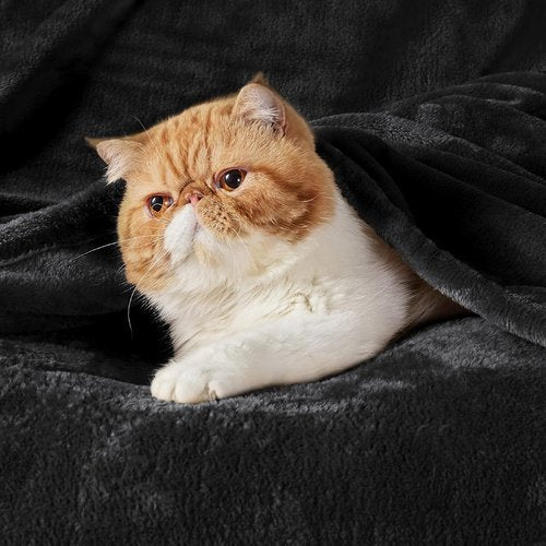 Bedsure GentleSoft Fleece Bed Blanket - Oversized Cozy Microfiber in Black, 120x120 Inches for Ultimate Comfort