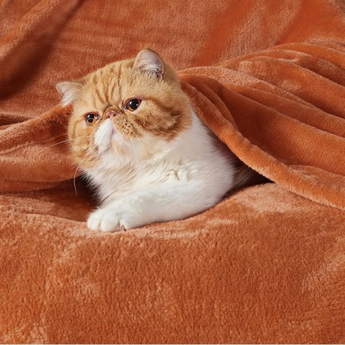 Bedsure GentleSoft Fleece Throw Blanket - Plush 300GSM Cozy Burnt Orange Blanket for Bed, Sofa, Travel