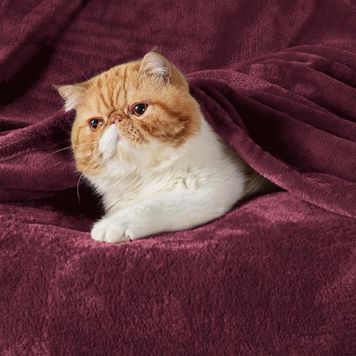 Bedsure GentleSoft Fleece Throw Blanket - Soft, Lightweight Burgundy Red 50x60 Inches Cozy Blanket for Couch & Sofa