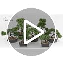 Artificial Juniper Bonsai Tree with Ceramic Pot - Indoor Decor
