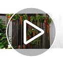 6ft Artificial Cedar Garland with 24 Velvet Bows, Christmas Holiday Decor