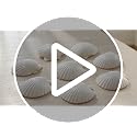 Natural White Scallop Shells for Crafts & Baking - 4 to 5 Inch (10 Pack)