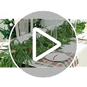 Tasruwat 9ft Norfolk Pine Garland - 2 Pack Extra Full Artificial Christmas Decor