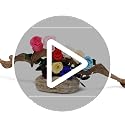 Preserved Long Stem Real Rose - Forever Flower Gift for Her