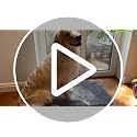 OLANLY Dog Door Mat for Muddy Paws, 30x20 Super Absorbent Chenille Grey