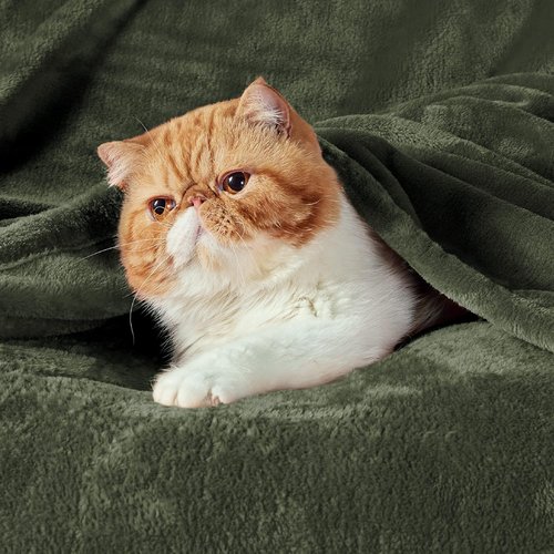 Bedsure GentleSoft Fleece Blanket - Twin Size Olive Green, 300GSM Cozy Plush Blanket for Bed & Travel, 60x80 Inches