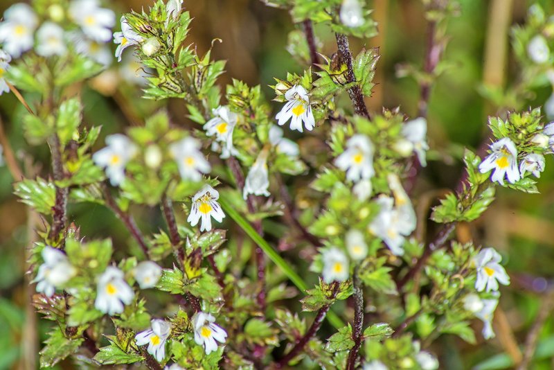 Eyebright Herb (Euphrasia L) - Health Embassy (50g)