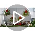 Set of 4 Mini Christmas Cabinet Wreaths, 15-Inch Norfolk Pine with Red Bows