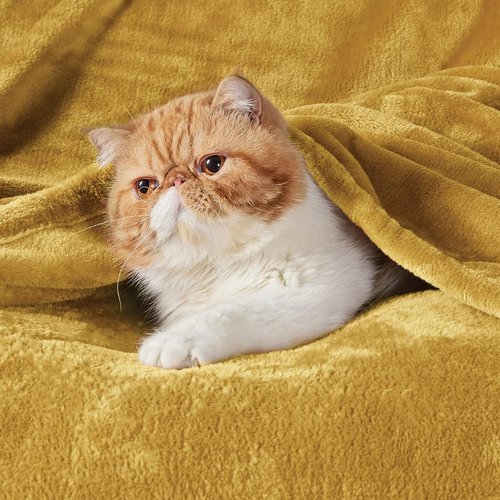 Bedsure GentleSoft Fleece Blanket - Plush Cozy Twin Size Yellow 300GSM for Bed, Sofa, Travel | 60x80 Inches