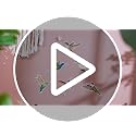 Hummingbird Window Decals - 6 Pack Colorful Anti-Collision Stickers