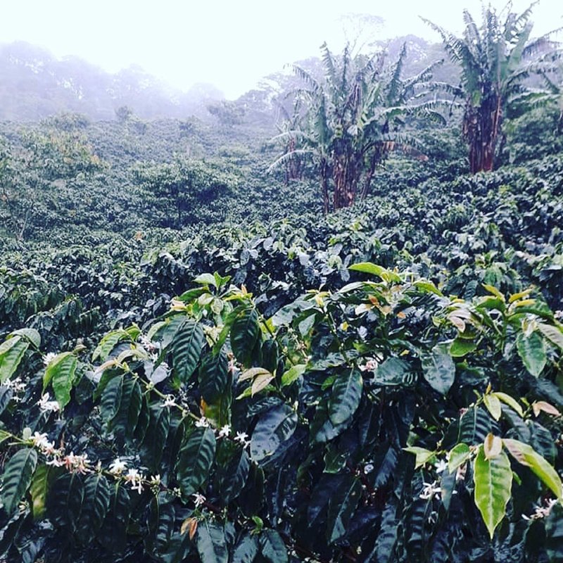 Guatemala Premium Green Unroasted Raw Specialty Coffee Beans Farm Direct Sale, 5 Lbs -Fresh 2025 Crops-