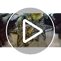 Silver Lighted Christmas Tree Topper Star with 3D Rotating LED Projector