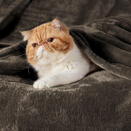 Bedsure GentleSoft Fleece Throw Blanket - XL 300GSM Plush & Cozy for Bed, Sofa, Travel | Brown 50x70 Inches