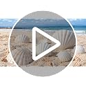 Natural White Scallop Shells for DIY Crafts & Painting - 2-3 Inch, 20 Pack