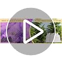 26-Pack Cedar and Lavender Scented Sachets for Closets and Drawers
