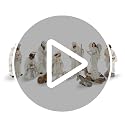 12-Piece Ivory Resin Nativity Figurines Set for Christmas Tabletop Decor