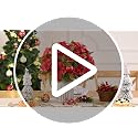 Velvet Red 4-Pack Poinsettia Artificial Flowers for Outdoors/Indoors - 13.8in Stems with Berry Accent