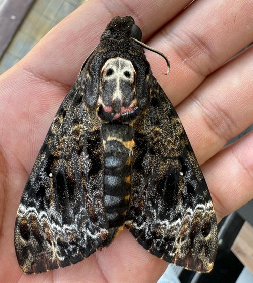 Real Death Head Moth White Skull Acherontia Gothic Witchy Spooky Halloween Butterfly Entomology Shadow Box Insect Oddity Curiosities Taxidermy Wall Art Home Decor Living Gallery CF18-01-DO-MT