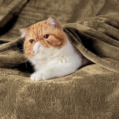 Bedsure GentleSoft Fleece Blanket - King Size Camel | Soft, Lightweight, Plush Microfiber, 108x90 Inches
