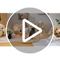 2-Pack Adjustable Wall Fragrance Plug-in Diffuser, Rotating White Plug