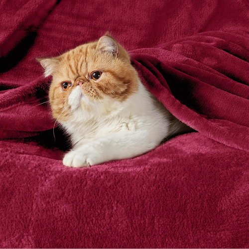 Bedsure GentleSoft Fleece Blanket - Lightweight Plush Cozy Twin Size Red, 300GSM for Home & Travel, 60x80 Inches