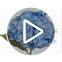 6 Pcs Blue Silk Hydrangea Artificial Flowers with Stems for Home & Wedding Decor