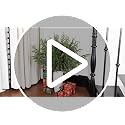 GIAUMA 36 Inch Artificial Norfolk Pine Stems - 16 Pack Realistic Holiday Decor